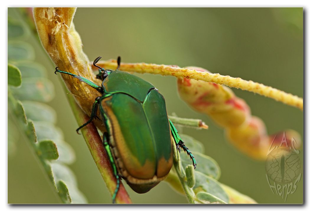 IMG_9395greenbeetle.jpg