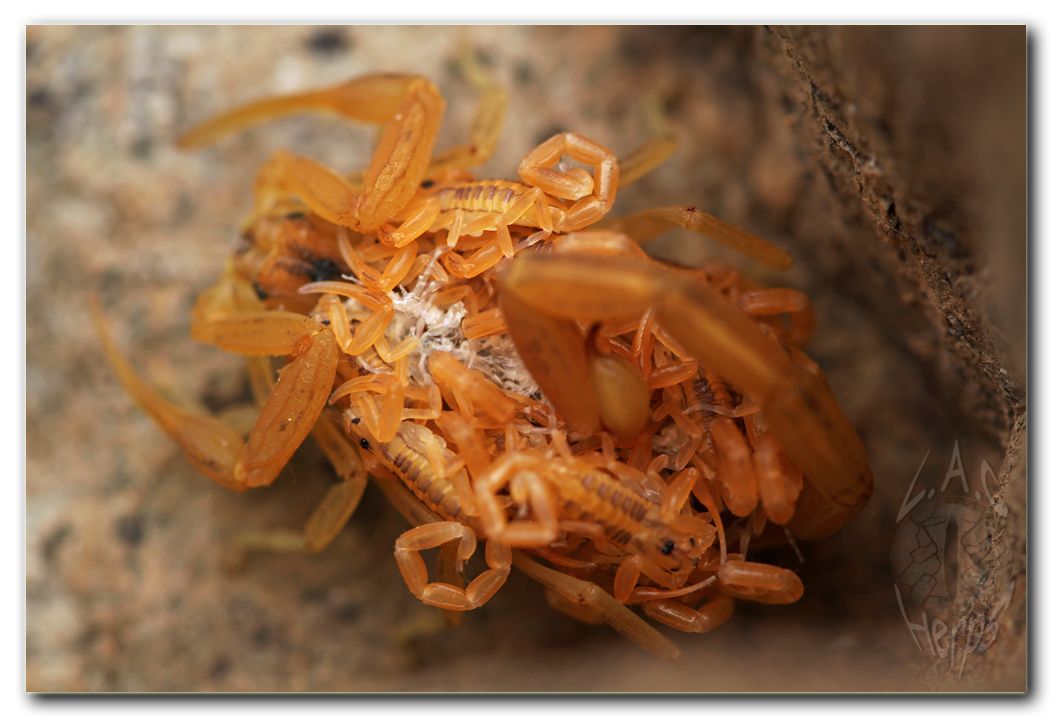IMG_9445scorpionwithbabiesonback.jpg
