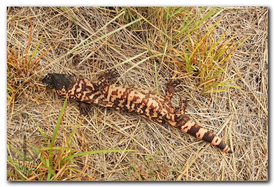 IMG_9495dorgila.jpg