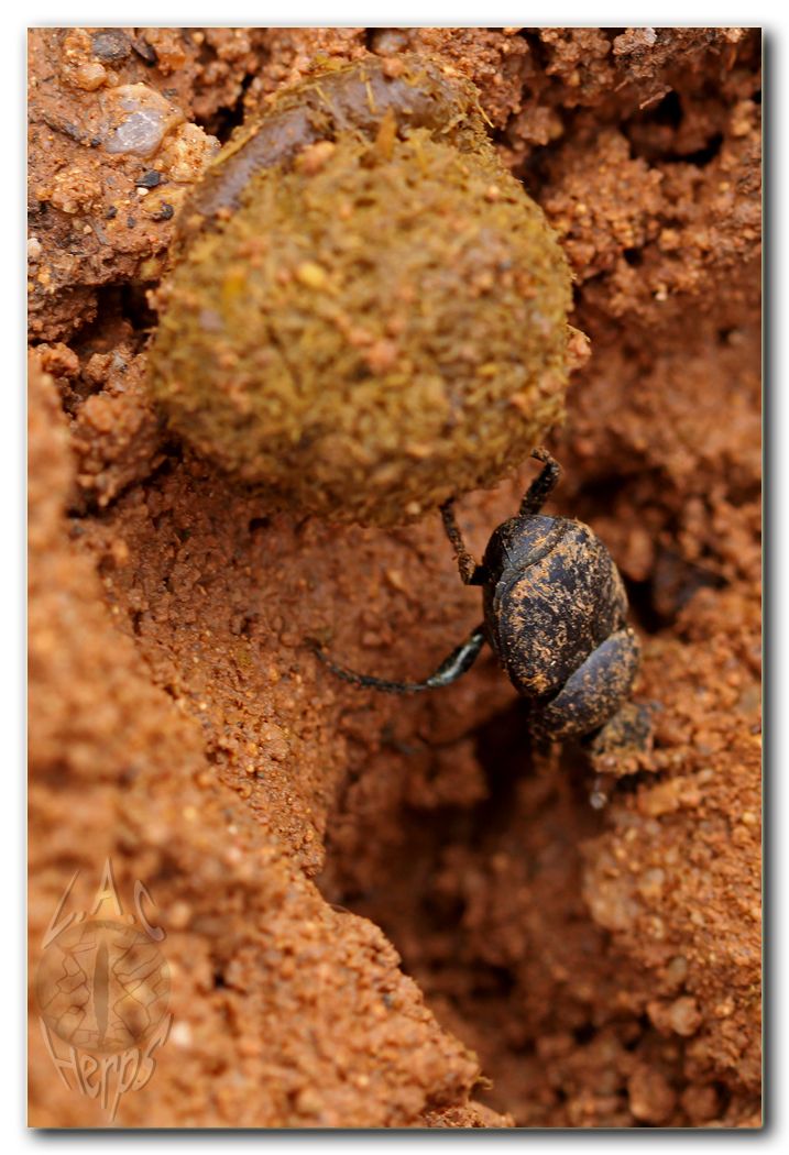 IMG_9509dungbeetle1.jpg