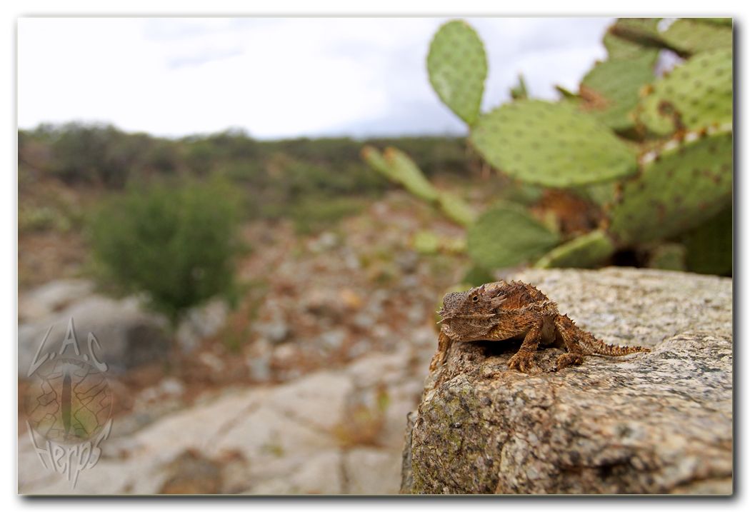 IMG_9552Phyrnosomasolarehabitat1.jpg