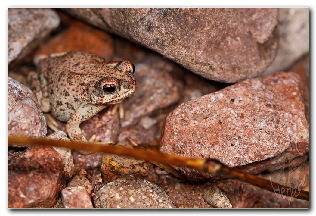 IMG_9603Bufopunctatus.jpg