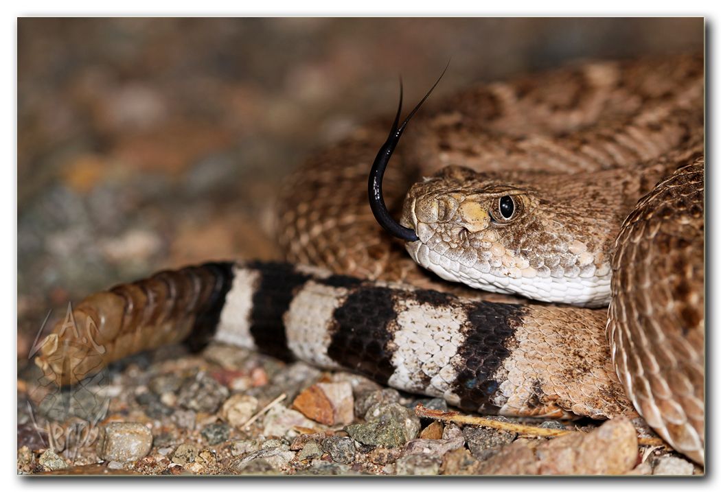 IMG_9612Crotalusatroxmacro1.jpg