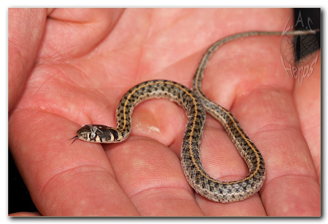 IMG_9660Thamnophismarcianusjuvenile.jpg