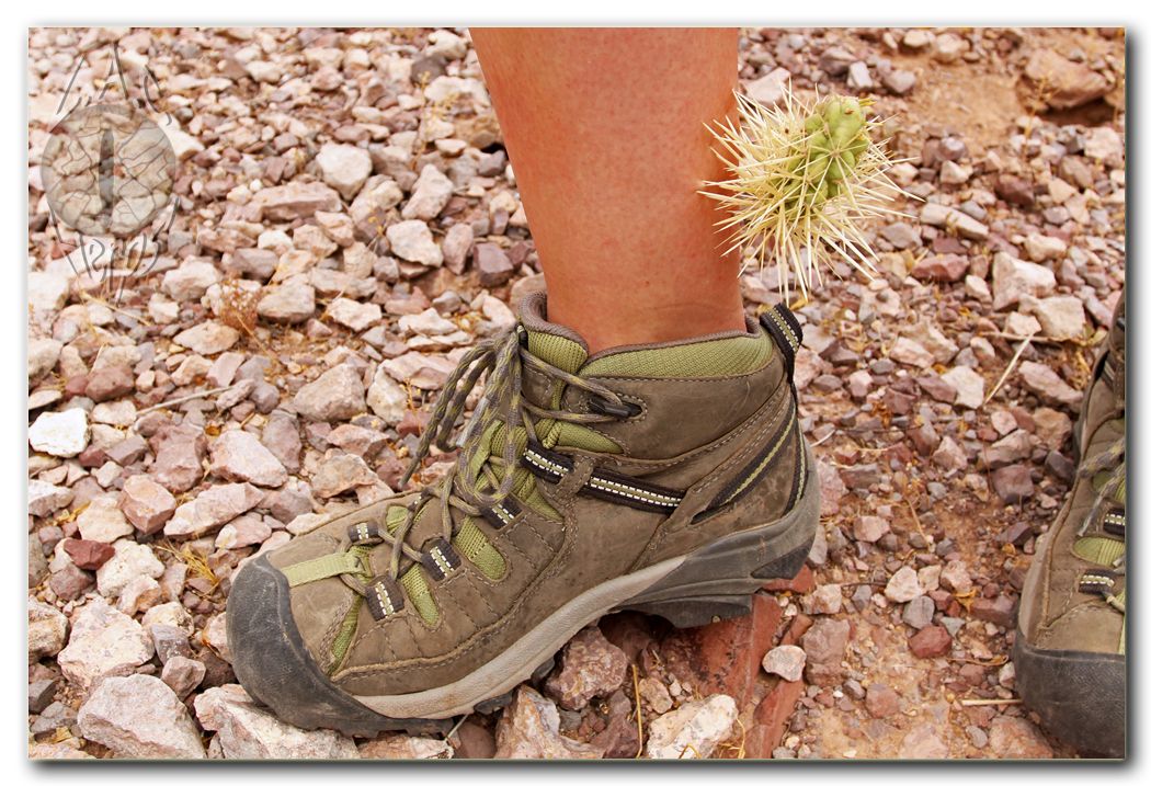 IMG_9681cactusinleg1.jpg