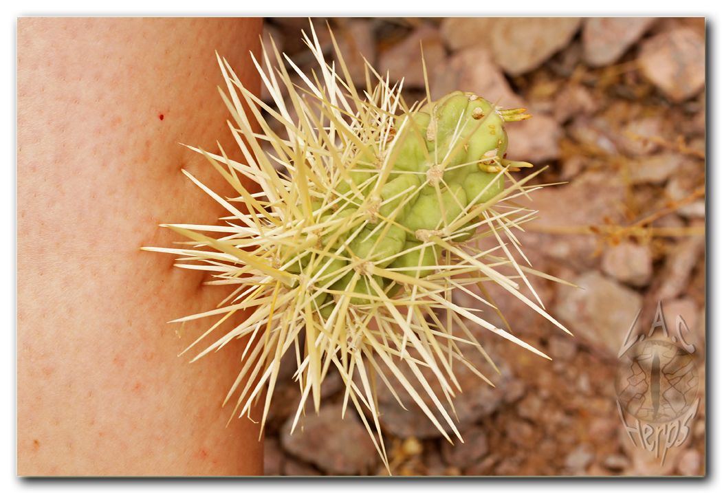 IMG_9687cactusinlegmacro.jpg