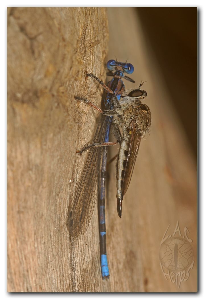 IMG_9784flyeatingdragonfly.jpg