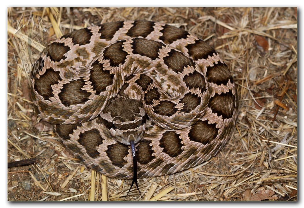 IMG_9827Crotalushellerifullbody.jpg