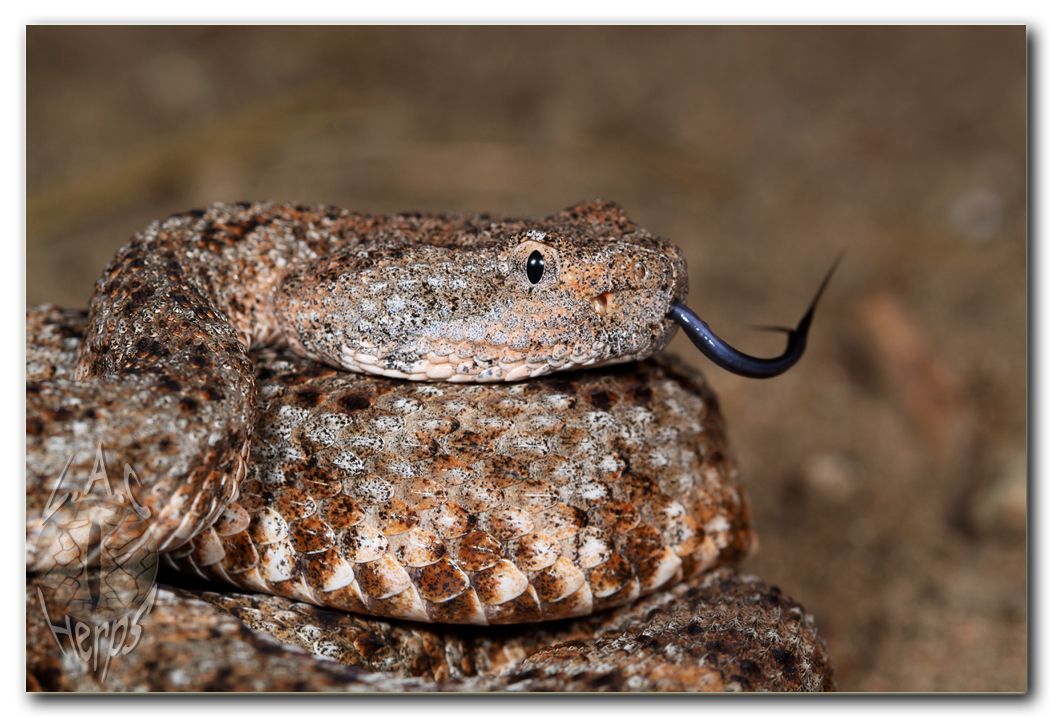 IMG_9841Crotalusmitchellimacrotongue.jpg