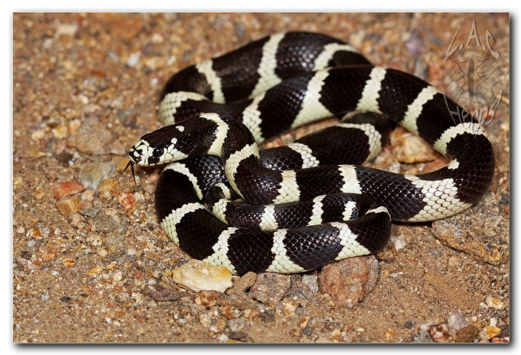 IMG_9856Lampropeltisgetulacaliforniae.jpg