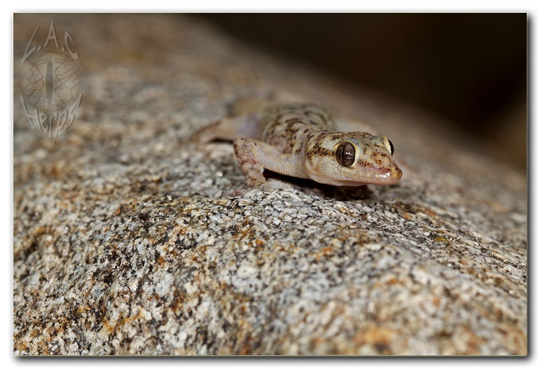 IMG_9890Phyllodactylusxanti.jpg
