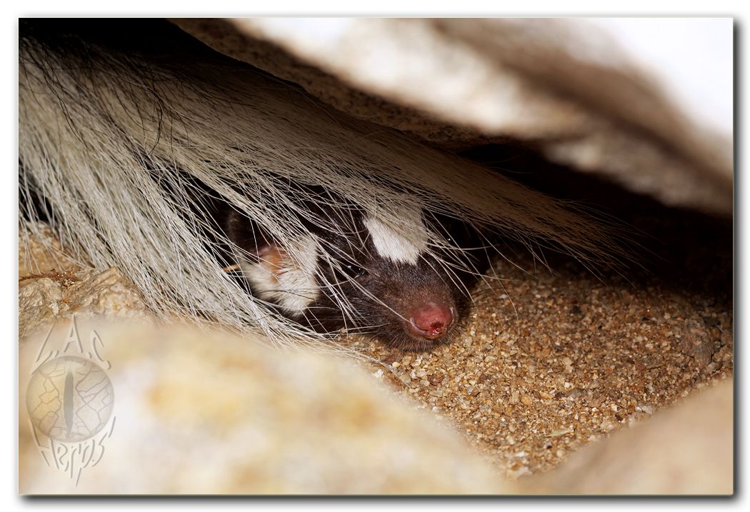 IMG_9903Spottedskunk.jpg