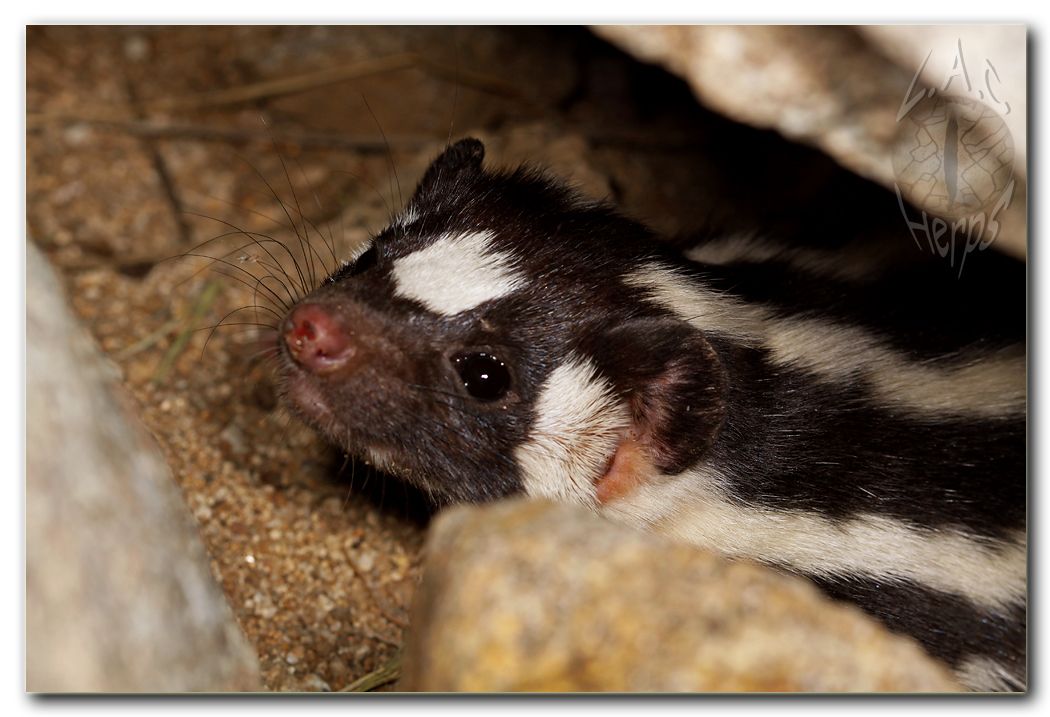 IMG_9905Spottedskunk2.jpg