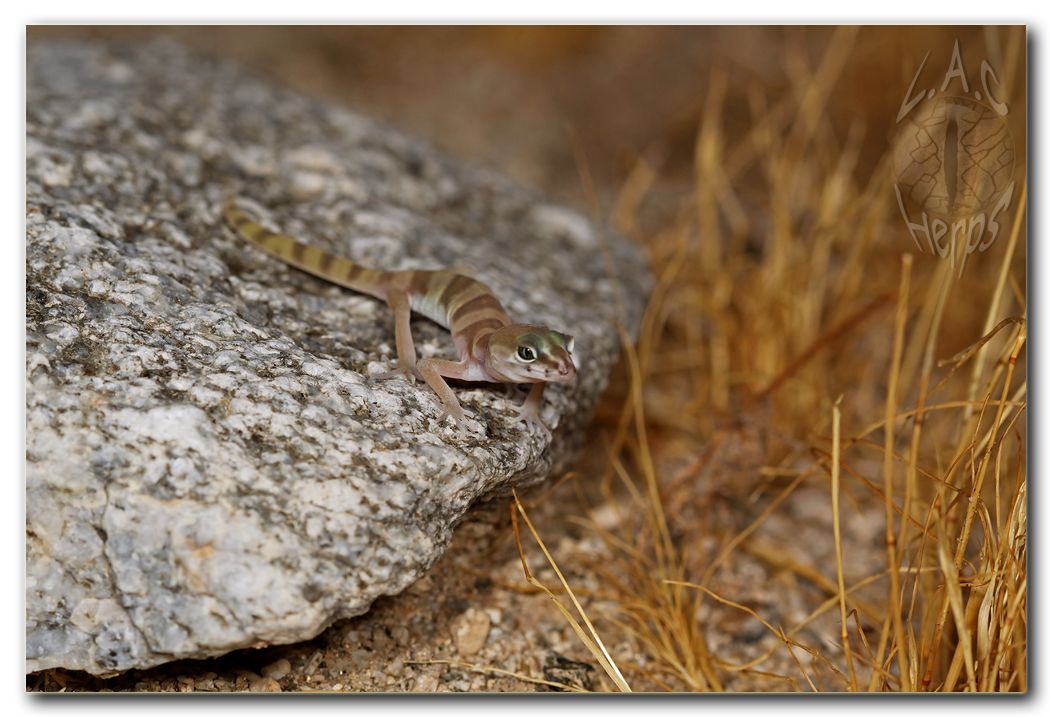 IMG_9918Coleonyxvariegatus.jpg
