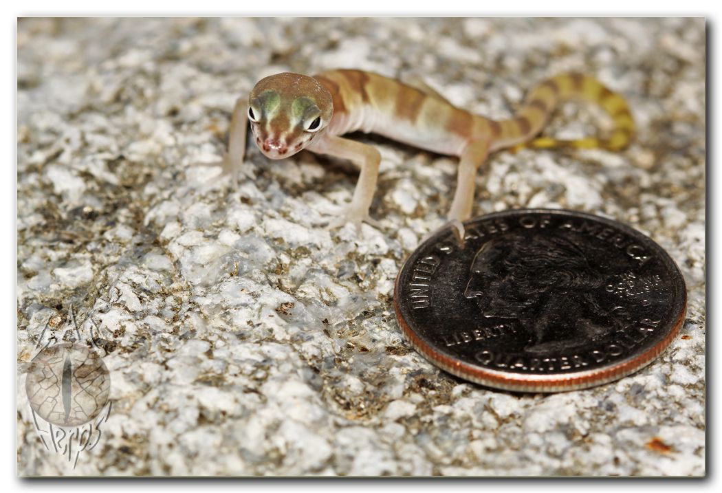 IMG_9923Coleonyxvariegatusquarter.jpg
