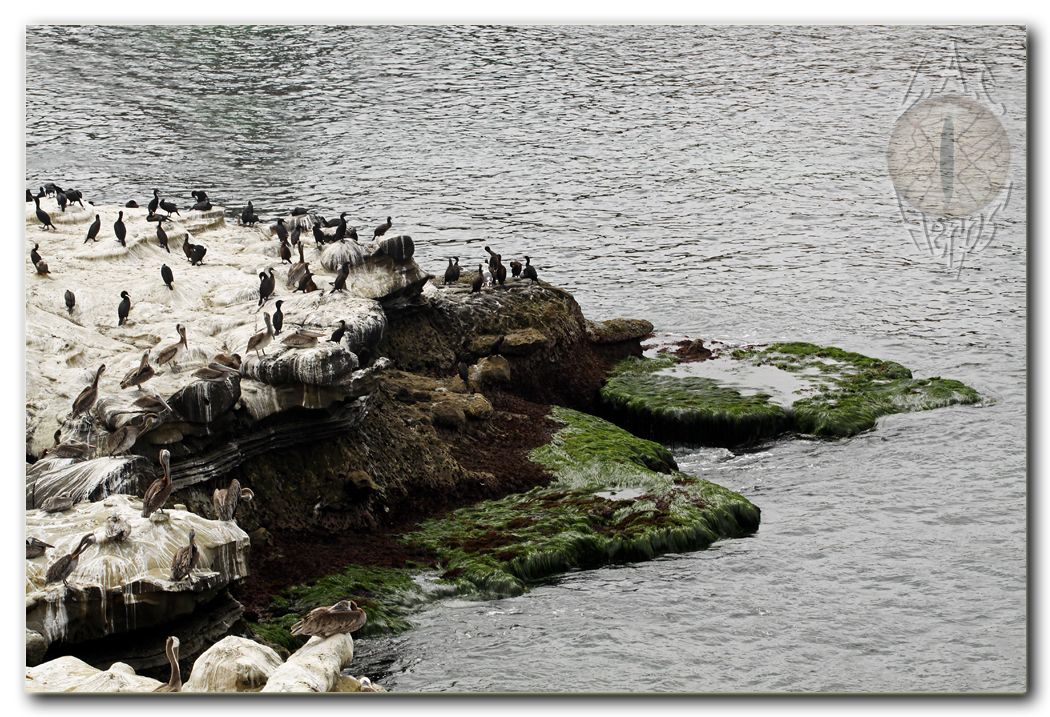IMG_9928Lajollabeachpelicans.jpg
