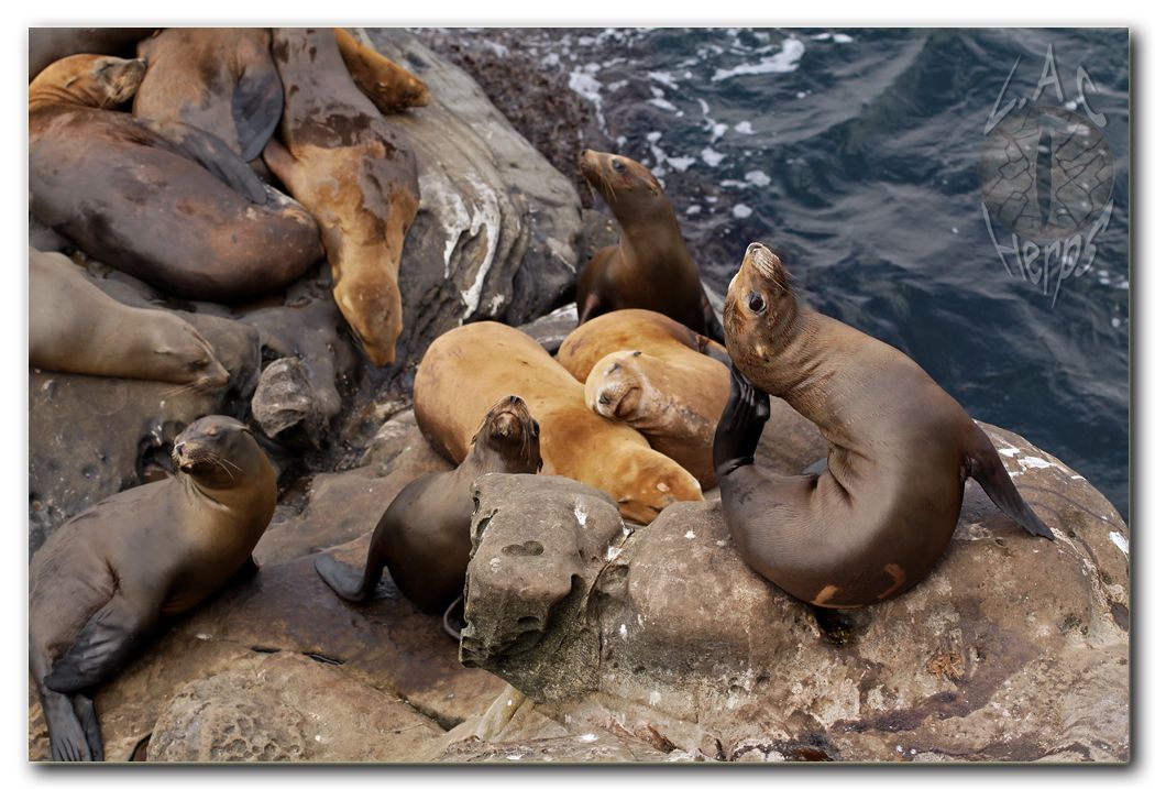 IMG_9948sealions.jpg