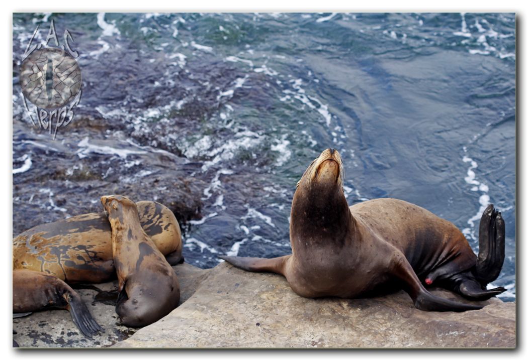 IMG_9965sealionpenis.jpg