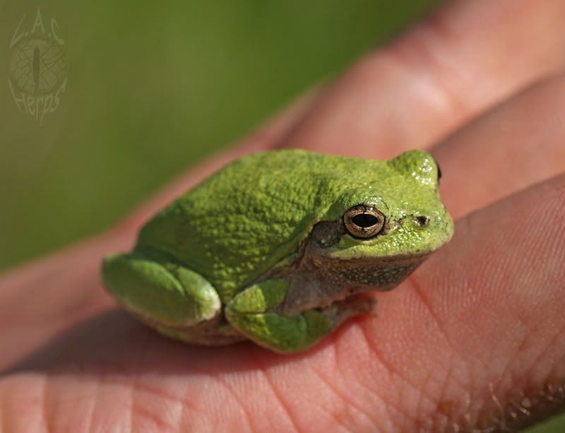 copestreefrogsm.jpg