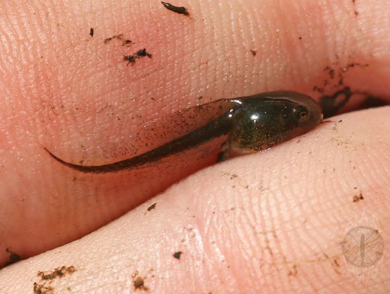 tadpole.jpg