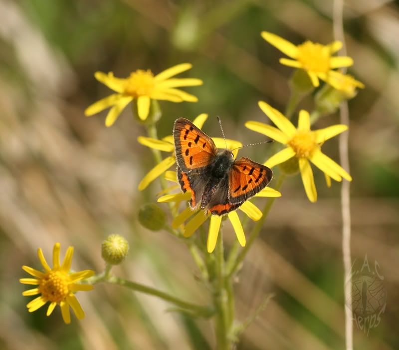 butterflysm.jpg