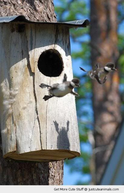 babys-birds-chicks-taking-first-flight-fly-pics.jpg