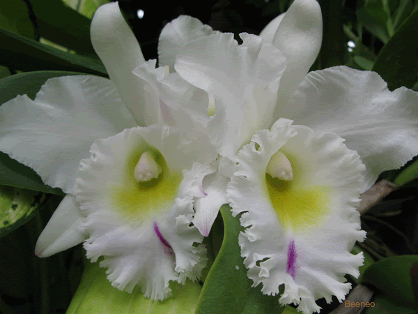 orchid Pictures, Images and Photos