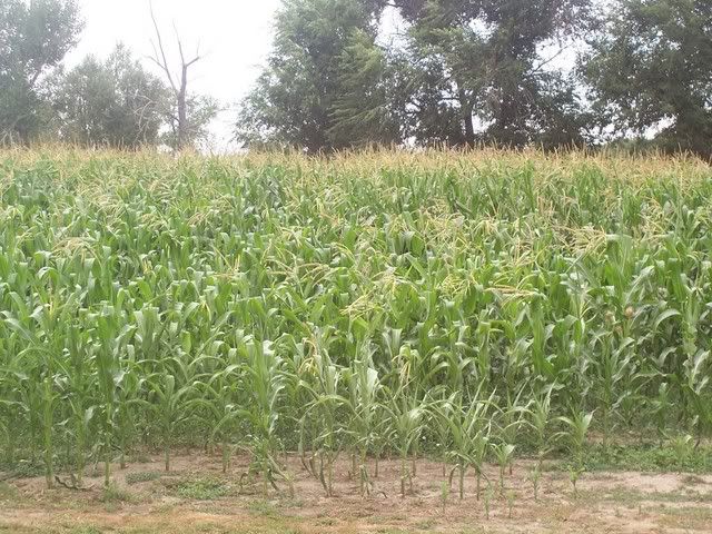 Let's see some pictures of your place... - Homesteading Questions