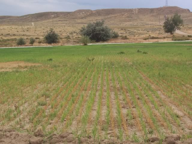 Let's see some pictures of your place... - Homesteading Questions