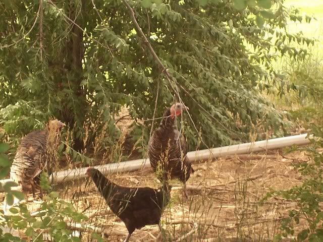 Let's see some pictures of your place... - Homesteading Questions