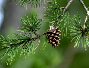 pine cone parts