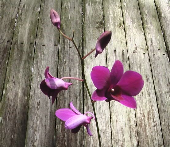 orchidsflowers397