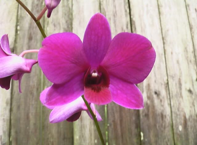 orchidsflowers398