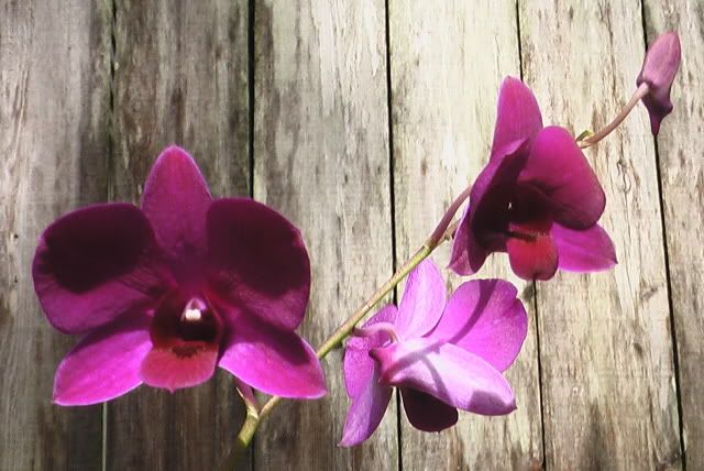 orchidsflowers410