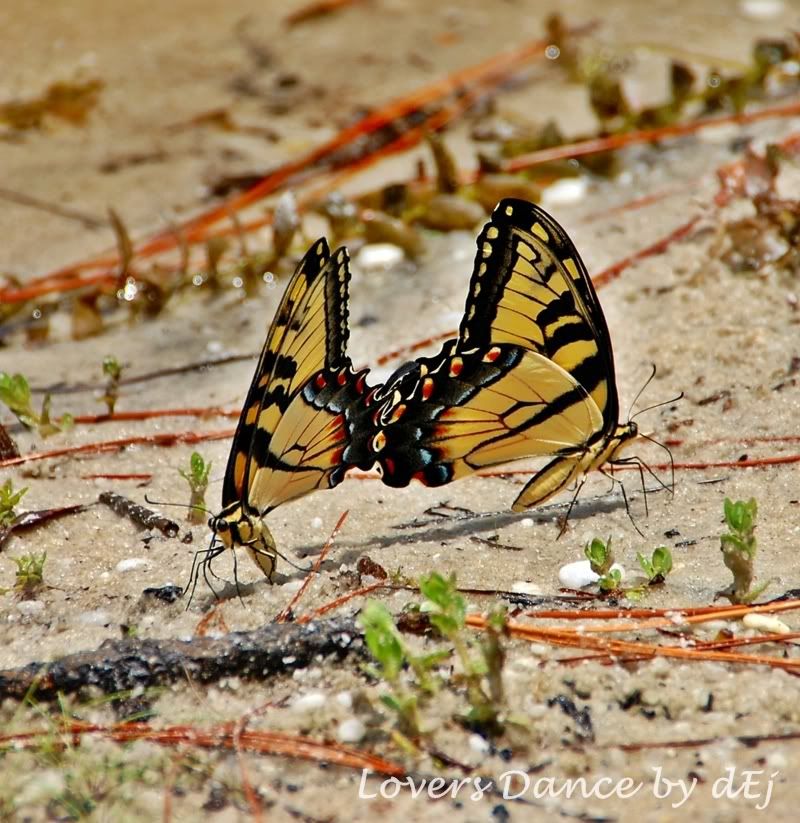 kili Hayvan Resimleri