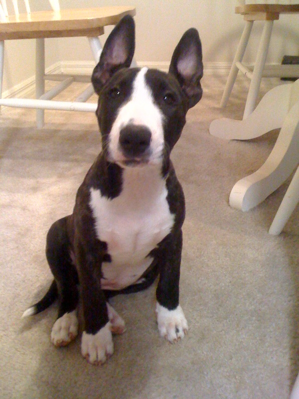English Bull Terrier Pitbull Mix English Bull Terrier Pitbull Mix