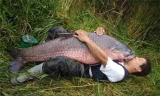 [Image: carp-love.jpg]