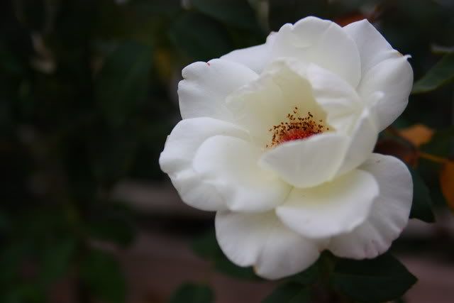 IMAGE: http://i169.photobucket.com/albums/u227/Bee0224/POTN/Random12-08017a.jpg