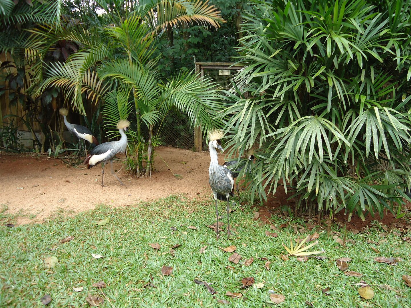 Фос Игуасу, парк птиц