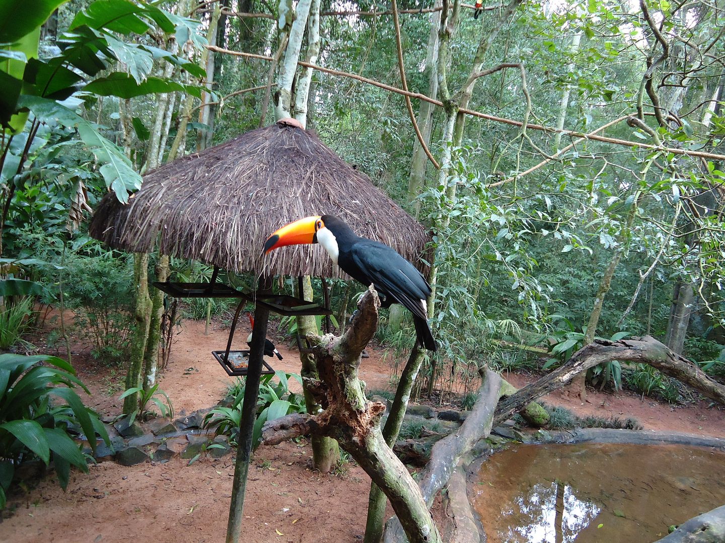 Фос Игуасу, парк птиц