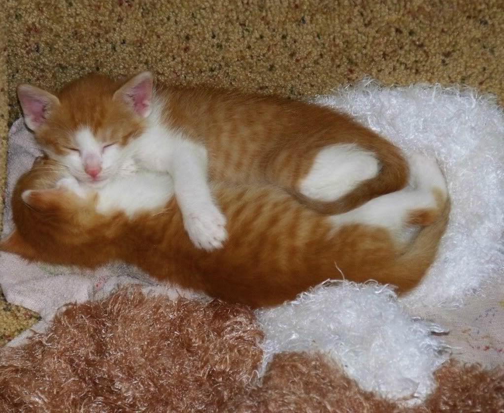 45 week old kittens pooping & peeing in their sleep??