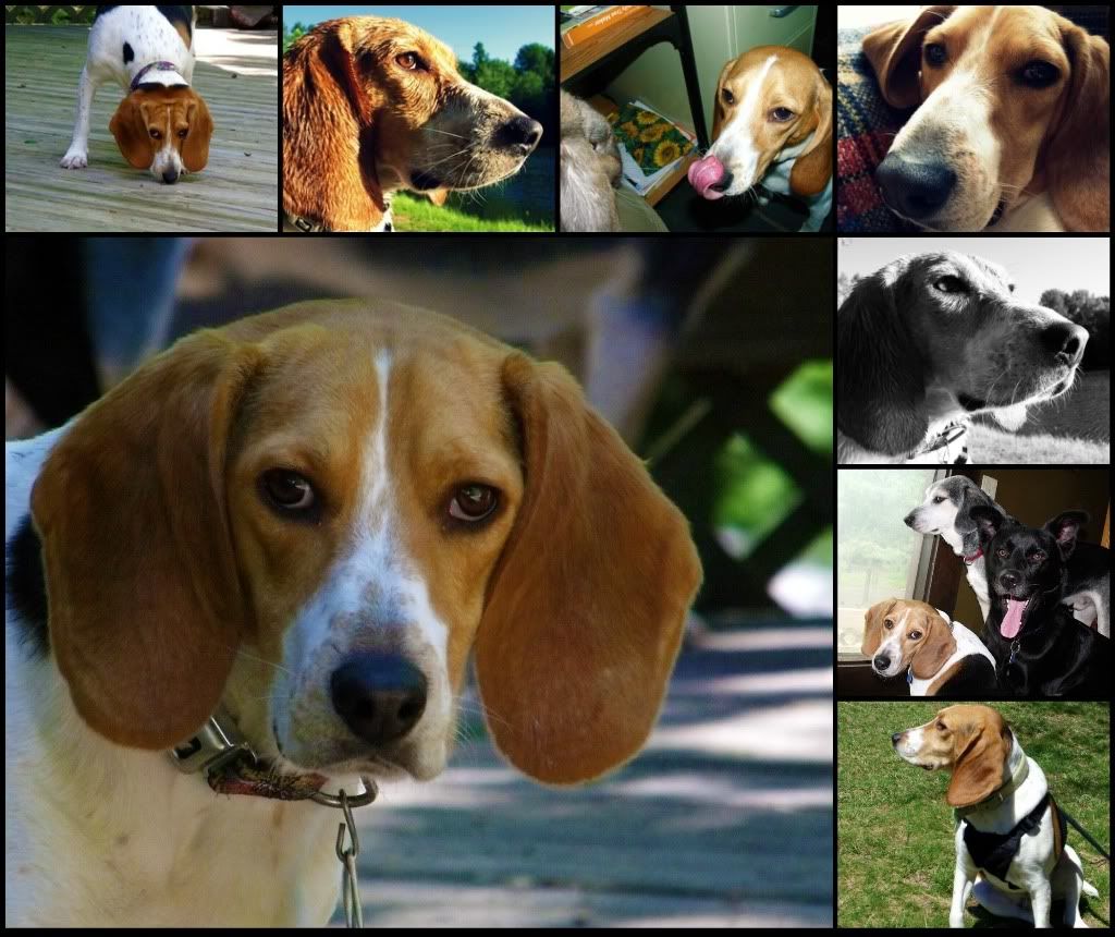 Coonhound Beagle Mix