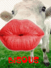 vache Pictures, Images and Photos