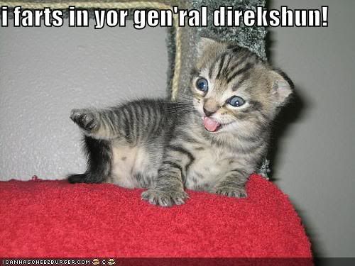 funny kitten pictures. funny-pictures-farting-kitten.
