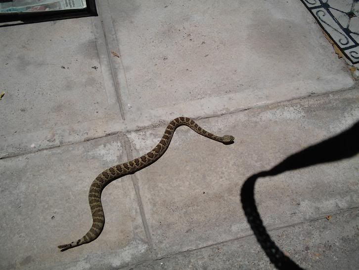 anacondas anacondas