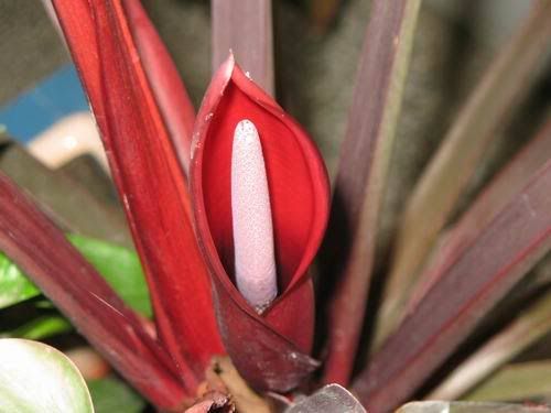 cvetfilodendrona.jpg