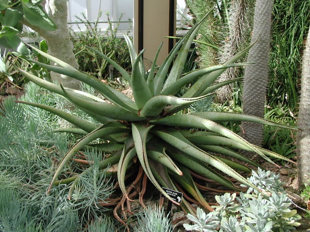 The Agave Plant