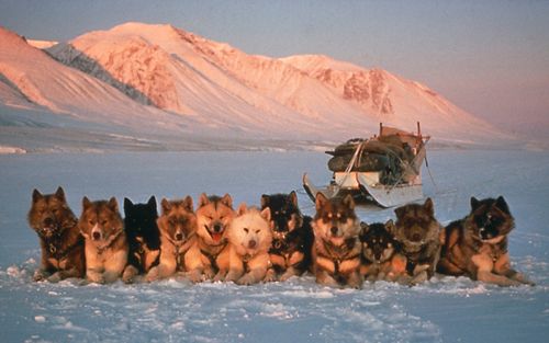 Greenland-Dog-Sledding_zps6ced0b5f.jpg
