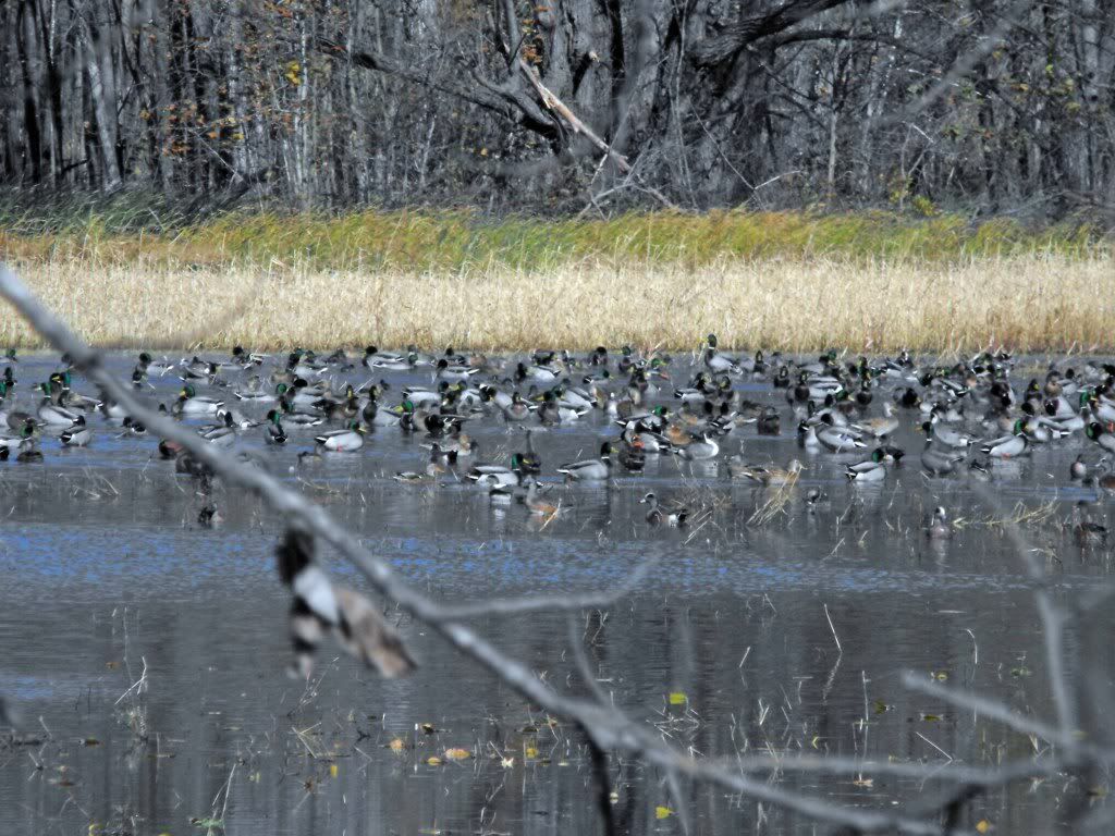 Mallards2.jpg