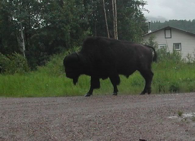 Bison on the road